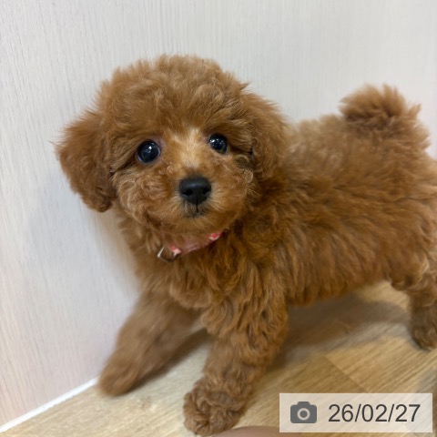 トイ・プードルの写真