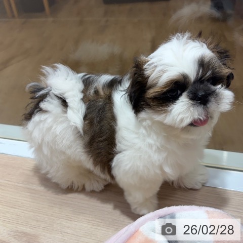 シー・ズーの写真