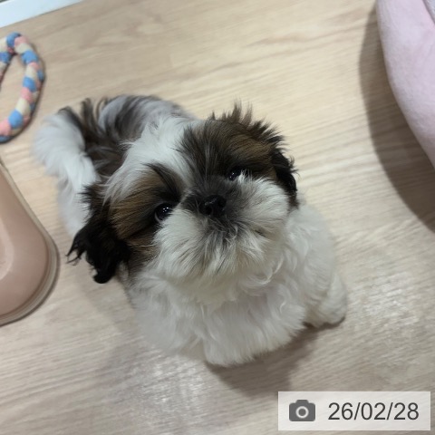 シー・ズーの写真