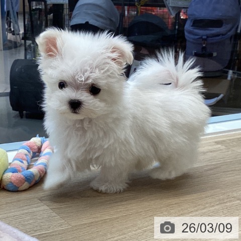 愛媛県のマルチーズ (ペットプラス 新居浜店/2025年12月31日生まれ/男の子/ホワイト)の子犬の4枚目の画像