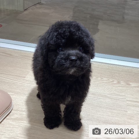 徳島県のトイプードル(トイ) (ペットプラス 徳島店/2025年12月31日生まれ/男の子/ブラック)の子犬の4枚目の画像