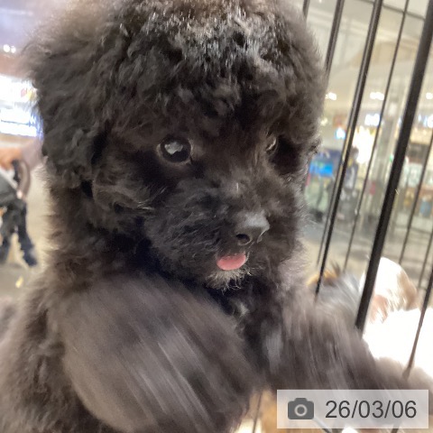 徳島県のトイプードル(トイ) (ペットプラス 徳島店/2025年12月31日生まれ/男の子/ブラック)の子犬の3枚目の画像