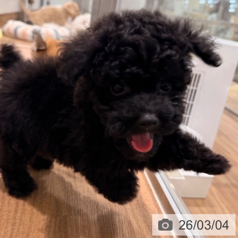 岡山県のトイプードル(トイ) (ペッツワン 岡山南店/2025年12月31日生まれ/男の子/ブラック)の子犬の3枚目の画像
