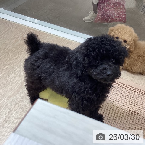 徳島県のトイプードル(トイ) (ペットプラス 徳島店/2025年12月31日生まれ/男の子/ブラック)の子犬の4枚目の画像