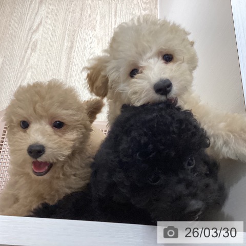 徳島県のトイプードル(トイ) (ペットプラス 徳島店/2025年12月31日生まれ/男の子/ブラック)の子犬の3枚目の画像