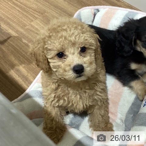 鳥取県のトイプードル(トイ) (ペッツワン 日吉津店/2025年12月31日生まれ/男の子/アプリコット)の子犬の4枚目の画像