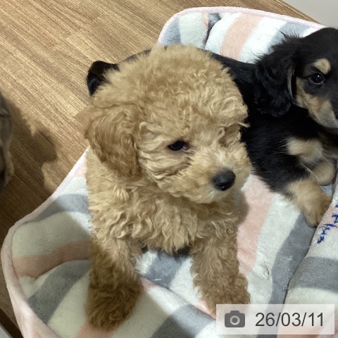 鳥取県のトイプードル(トイ) (ペッツワン 日吉津店/2025年12月31日生まれ/男の子/アプリコット)の子犬の3枚目の画像