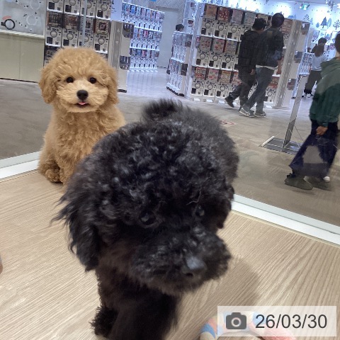 徳島県のトイプードル(トイ) (ペットプラス 徳島店/2025年12月31日生まれ/男の子/アプリコット)の子犬の4枚目の画像