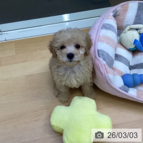 トイ・プードルの写真