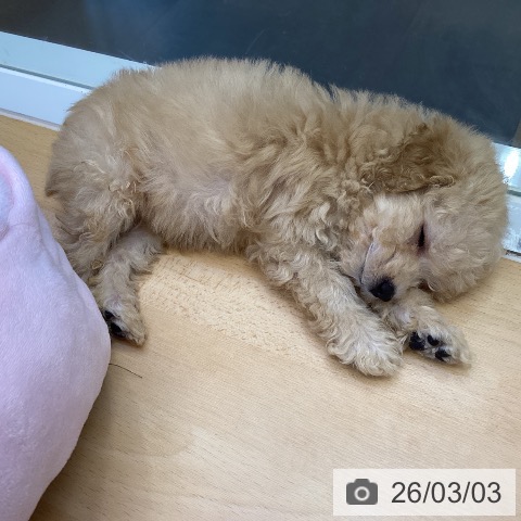 トイ・プードルの写真