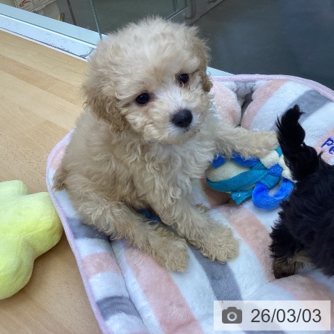 トイ・プードルの写真