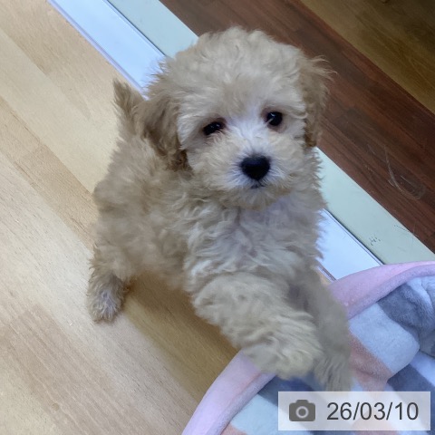 香川県のトイプードル(トイ) (ペットプラス 綾川店/2025年12月31日生まれ/女の子/クリーム)の子犬の3枚目の画像