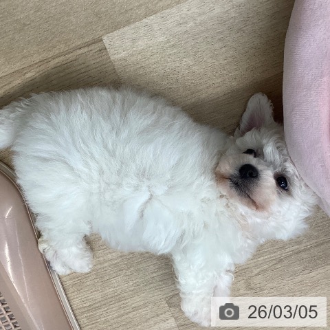 愛媛県のビションフリーゼ (ペットプラス 新居浜店/2025年12月29日生まれ/女の子/ホワイト)の子犬の4枚目の画像