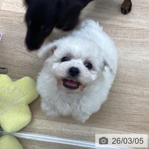 愛媛県のビションフリーゼ (ペットプラス 新居浜店/2025年12月29日生まれ/女の子/ホワイト)の子犬の3枚目の画像