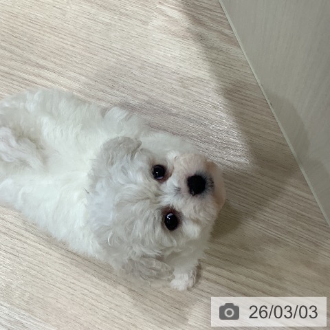 岡山県のビションフリーゼ (ペットプラス 岡山店/2025年12月29日生まれ/女の子/ホワイト)の子犬の4枚目の画像