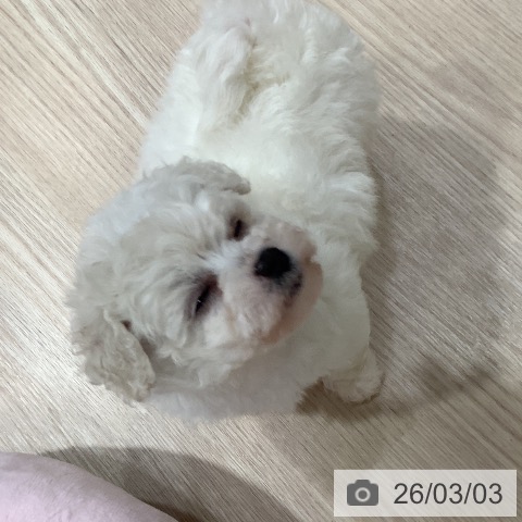 岡山県のビションフリーゼ (ペットプラス 岡山店/2025年12月29日生まれ/女の子/ホワイト)の子犬の3枚目の画像