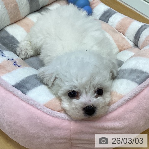 ビション・フリーゼの写真