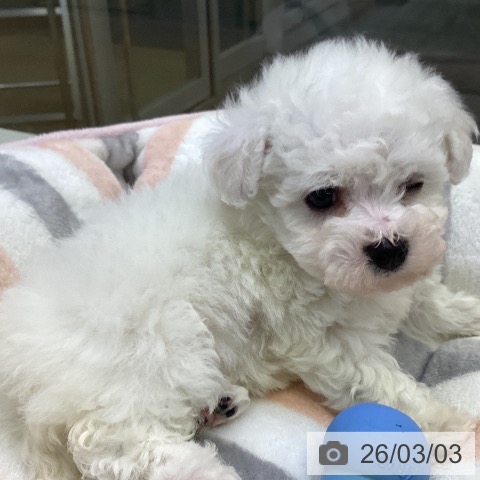 香川県のビションフリーゼ (ペットプラス 綾川店/2025年12月29日生まれ/女の子/ホワイト)の子犬の4枚目の画像