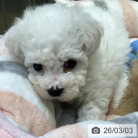 香川県のビションフリーゼ (ペットプラス 綾川店/2025年12月29日生まれ/女の子/ホワイト)の子犬の3枚目の画像