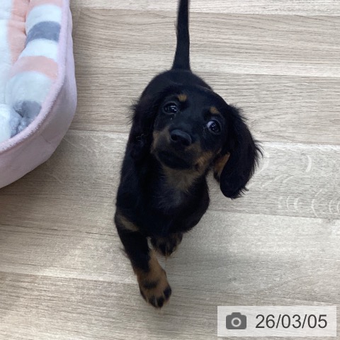 愛媛県のカニンヘンダックスフンド(ロング) (ペットプラス 新居浜店/2025年12月23日生まれ/女の子/ブラックタン)の子犬の4枚目の画像