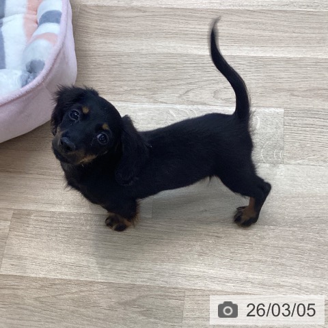 愛媛県のカニンヘンダックスフンド(ロング) (ペットプラス 新居浜店/2025年12月23日生まれ/女の子/ブラックタン)の子犬の4枚目の画像