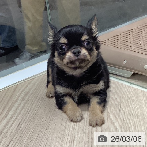 岡山県のチワワ(ロング) (ペットプラス 岡山店/2025年12月26日生まれ/男の子/ブラッククリーム)の子犬の4枚目の画像