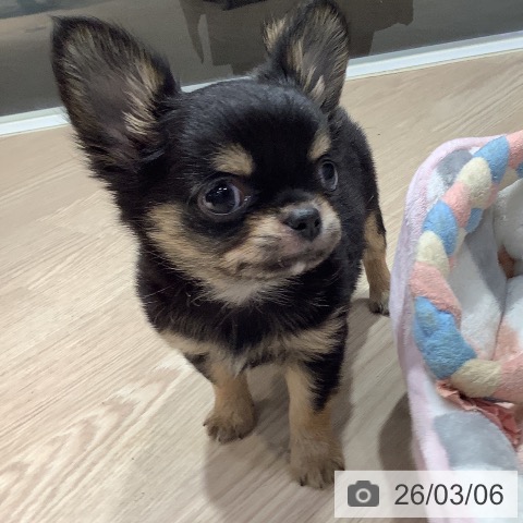 岡山県のチワワ(ロング) (ペットプラス 岡山店/2025年12月26日生まれ/男の子/ブラッククリーム)の子犬の3枚目の画像