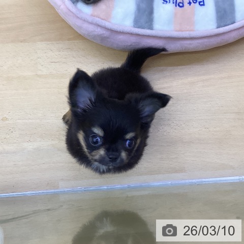 香川県のチワワ(ロング) (ペットプラス 綾川店/2025年12月26日生まれ/男の子/ブラックタン)の子犬の4枚目の画像