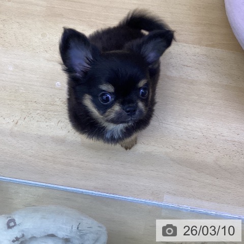 香川県のチワワ(ロング) (ペットプラス 綾川店/2025年12月26日生まれ/男の子/ブラックタン)の子犬の3枚目の画像