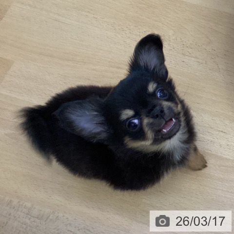 香川県のチワワ(ロング) (ペットプラス 綾川店/2025年12月26日生まれ/男の子/ブラックタン)の子犬の4枚目の画像