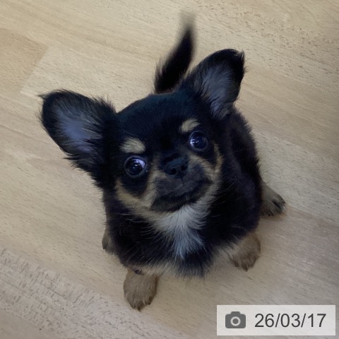 香川県のチワワ(ロング) (ペットプラス 綾川店/2025年12月26日生まれ/男の子/ブラックタン)の子犬の3枚目の画像