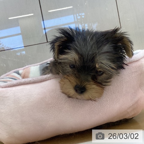 ヨークシャー・テリアの写真