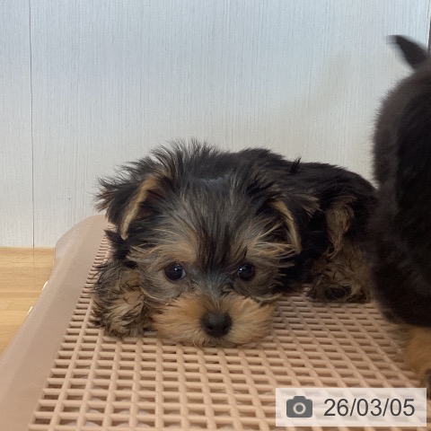 香川県のヨークシャーテリア (ペットプラス 高松店/2026年1月1日生まれ/男の子/スチールブルータン)の子犬の4枚目の画像