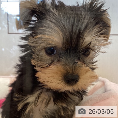 香川県のヨークシャーテリア (ペットプラス 高松店/2026年1月1日生まれ/男の子/スチールブルータン)の子犬の3枚目の画像