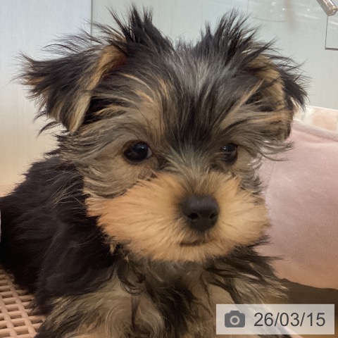 香川県のヨークシャーテリア (ペットプラス 高松店/2026年1月1日生まれ/男の子/スチールブルータン)の子犬の3枚目の画像
