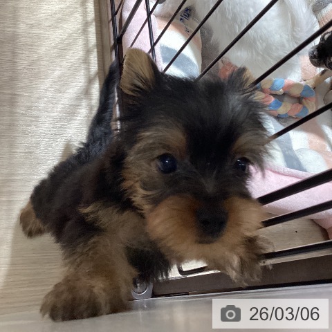 徳島県のヨークシャーテリア (ペットプラス 徳島店/2026年1月1日生まれ/男の子/スチールブルータン)の子犬の4枚目の画像