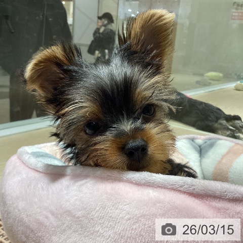 徳島県のヨークシャーテリア (ペットプラス 徳島店/2026年1月1日生まれ/男の子/スチールブルータン)の子犬の3枚目の画像