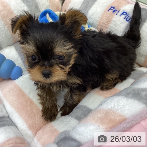 ヨークシャー・テリアの写真