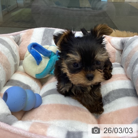 ヨークシャー・テリアの写真