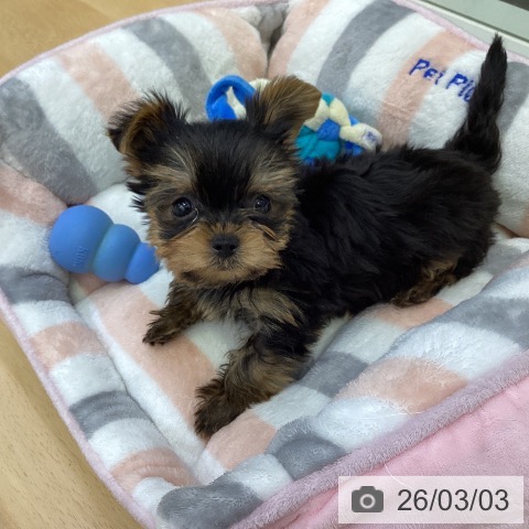 ヨークシャー・テリアの写真