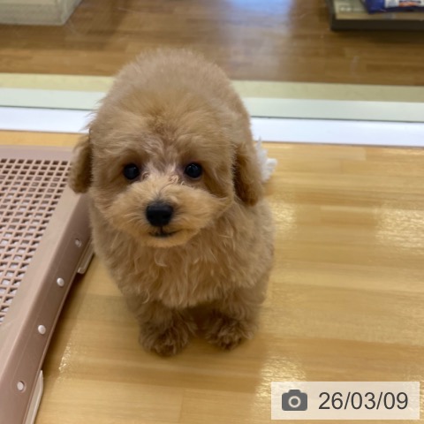 トイ・プードルの写真