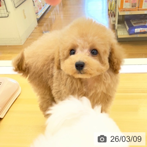 香川県のトイプードル(トイ) (ペットプラス 高松店/2025年12月30日生まれ/男の子/アプリコット)の子犬の4枚目の画像