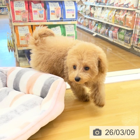 香川県のトイプードル(トイ) (ペットプラス 高松店/2025年12月30日生まれ/男の子/アプリコット)の子犬の3枚目の画像