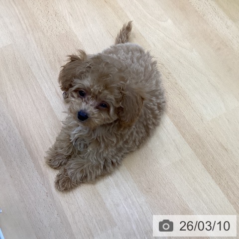 香川県のトイプードル(トイ) (ペットプラス 綾川店/2025年12月30日生まれ/男の子/アプリコット)の子犬の4枚目の画像