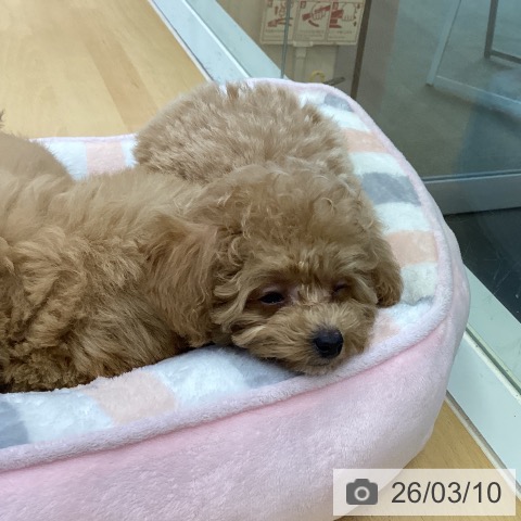 香川県のトイプードル(トイ) (ペットプラス 綾川店/2025年12月30日生まれ/男の子/アプリコット)の子犬の3枚目の画像