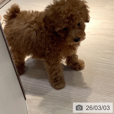 岡山県のトイプードル(トイ) (ペットプラス 岡山店/2025年12月27日生まれ/男の子/アプリコット)の子犬の4枚目の画像