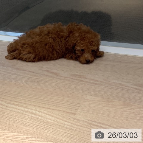 岡山県のトイプードル(トイ) (ペットプラス 岡山店/2025年12月27日生まれ/男の子/アプリコット)の子犬の3枚目の画像