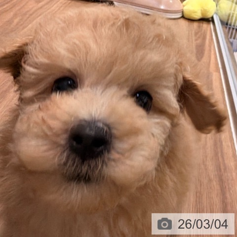 岡山県のトイプードル(トイ) (ペッツワン 岡山南店/2025年12月31日生まれ/男の子/クリーム)の子犬の3枚目の画像