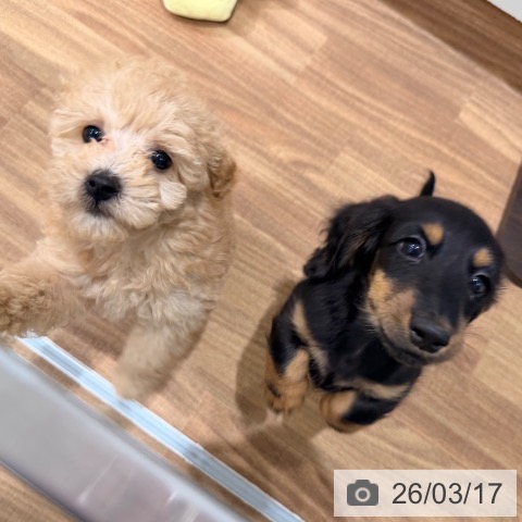 岡山県のトイプードル(トイ) (ペッツワン 岡山南店/2025年12月31日生まれ/男の子/クリーム)の子犬の3枚目の画像