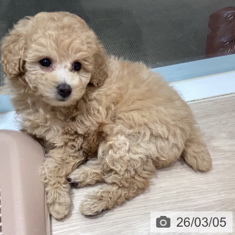 岡山県のトイプードル(トイ) (ペットプラス 岡山店/2025年12月31日生まれ/女の子/クリーム)の子犬の4枚目の画像